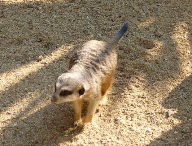 Suricata