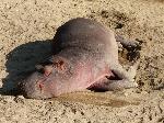 Antiga propriedade de Pablo Escobar vira reserva de hipopótamos