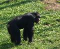 Chimpanzé
