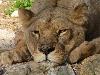 Leão <i>(Panthera leo)</i>