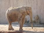 Elefante-africano <i>(Loxodonta africana)</i>