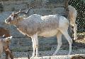 Addax