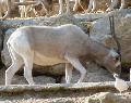 Addax