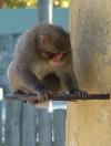 Macaco-do-Japão <i>(Macaca fuscata)</i>