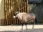Animais selvagens