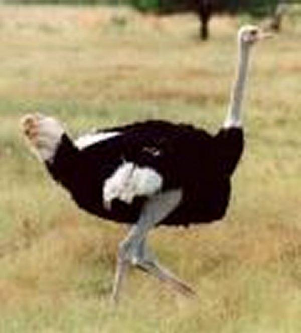 Avestruz
