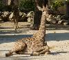 Girafa-de-Angola <i>(Giraffa camelopardalis angolensis)</i>