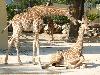 Girafa-de-Angola <i>(Giraffa camelopardalis angolensis)</i>