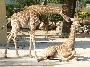 Girafas-de-Angola