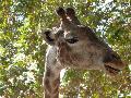 Girafa-de-Angola