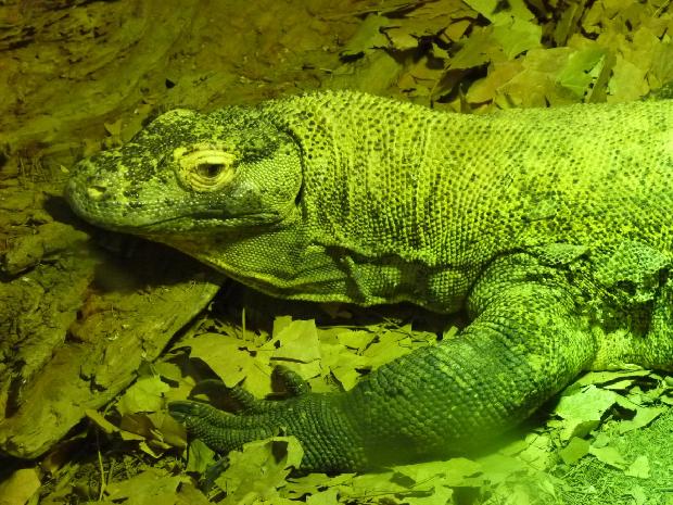 Dragão-de-Komodo