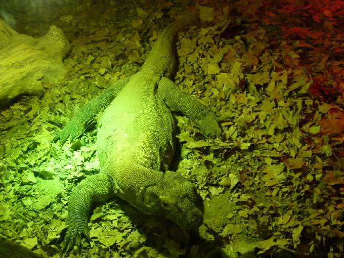 Drag�o-de-Komodo