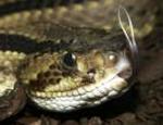 Cascavel-diamante-ocidental <i>(Crotalus atrox)</i>