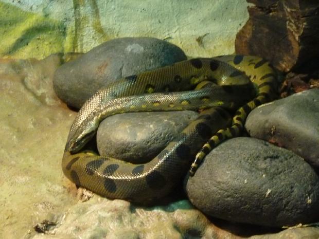 Anaconda-verde
