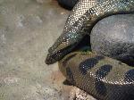 Anaconda <i>(Eunectes murinus)</i>