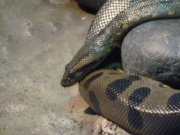 Anaconda-verde