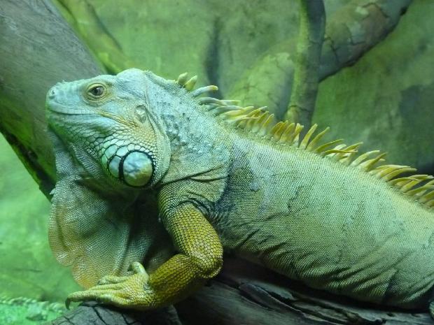 Iguana-verde