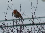 Aves