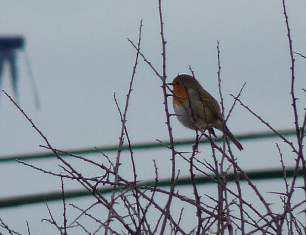 Pisco-de-peito-ruivo