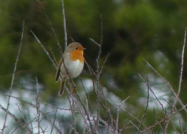 Pisco-de-peito-ruivo