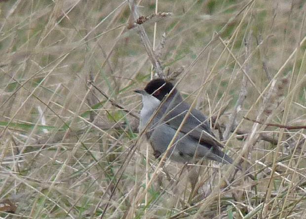 Toutinegra-de-cabeça-preta