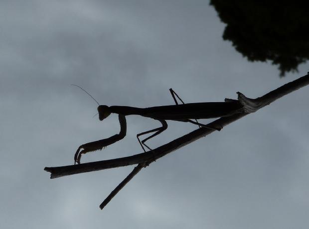 Mantis religiosa
