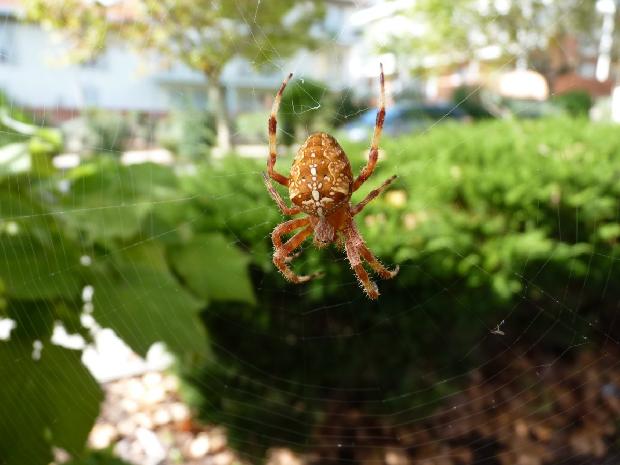 Aranha-de-cruz-cosmopolita