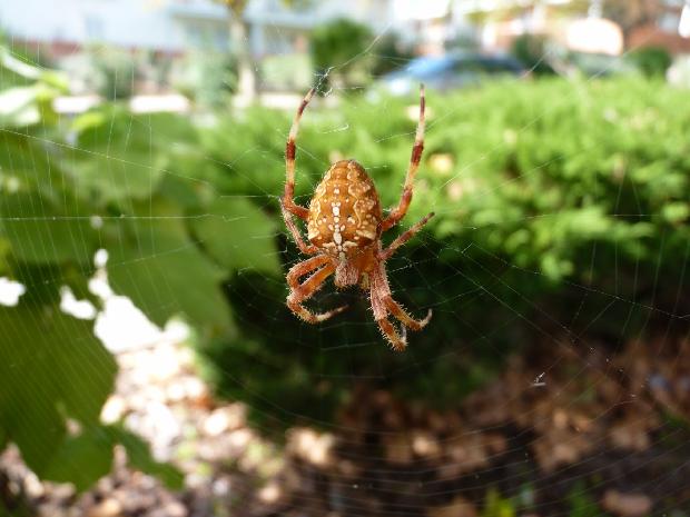 Aranha-de-cruz-cosmopolita