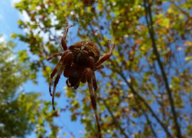 Aranha-de-cruz-cosmopolita