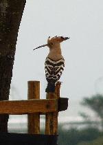 Aves