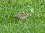 Aves