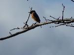 Aves