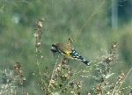 Aves