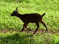 Cabrito