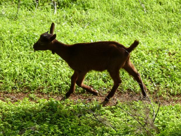 Cabrito