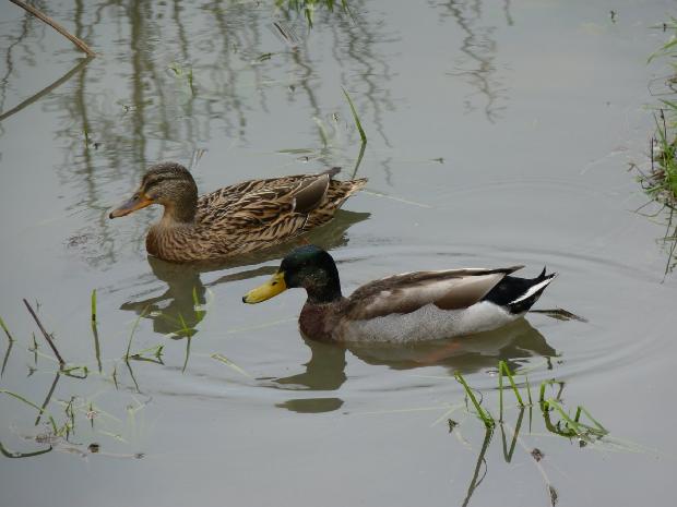 Casal de patos-reais