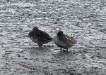 Aves