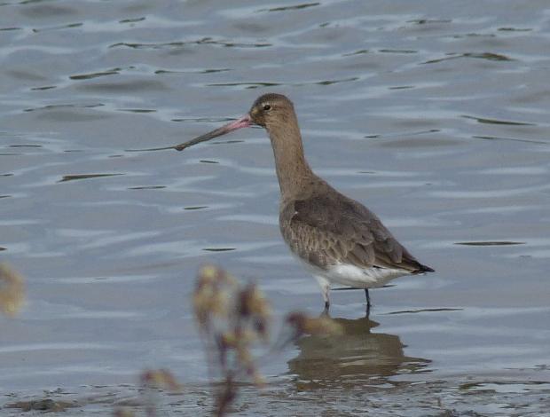 Maçarico-de-bico-direito