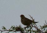 Aves