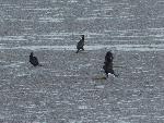 Aves