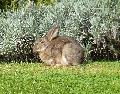 Coelho-bravo