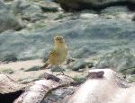 Aves