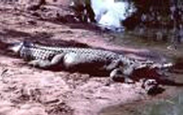 Crocodilo de água salgada