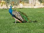 Aves