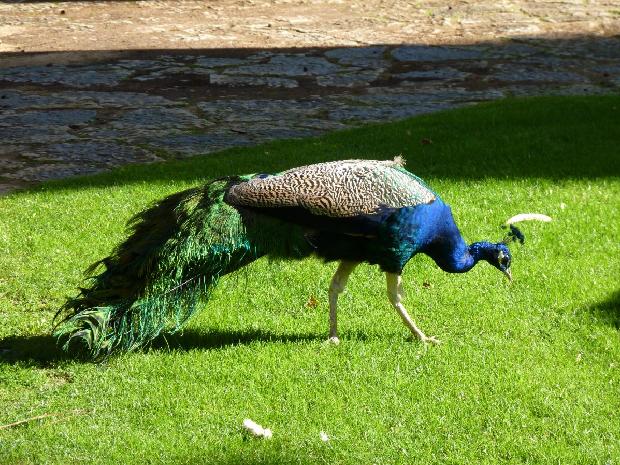 Pavão