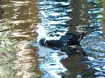Aves