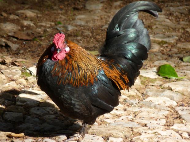 Galo