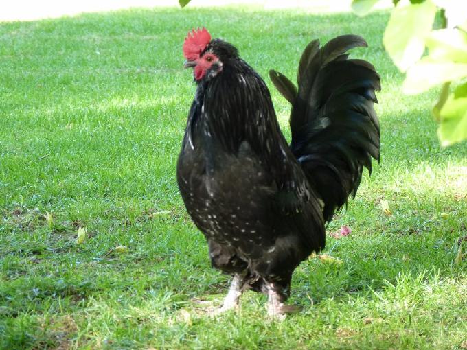 Galinha
