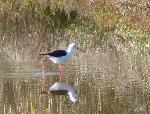 Aves