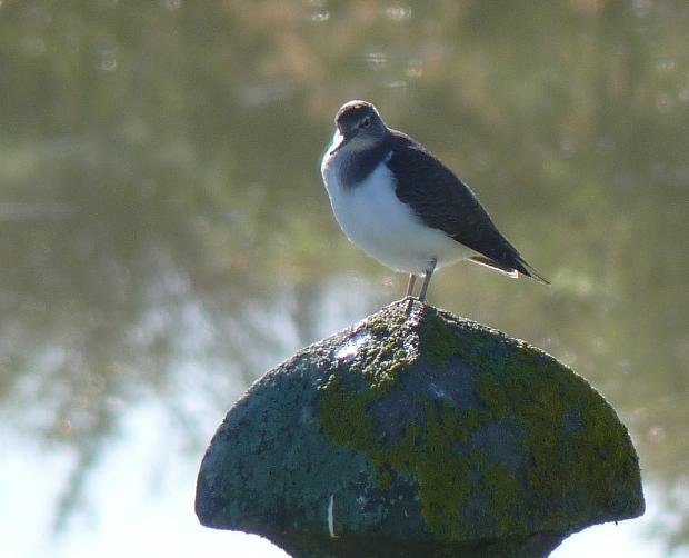 Maçarico-das-rochas